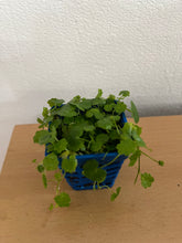Load image into Gallery viewer, Hydrocotyle Tripartita