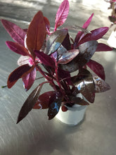 Load image into Gallery viewer, Alternanthera Sessilis
