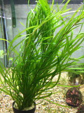 Load image into Gallery viewer, Potamogeton Gayi