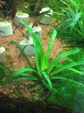 Load image into Gallery viewer, Eriocaulon Sp Vietnam