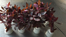 Load image into Gallery viewer, Alternanthera Sessilis