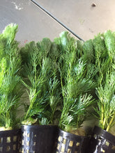 Load image into Gallery viewer, Cabomba Caroliniana