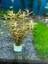 Load image into Gallery viewer, Ludwigia Arcuata