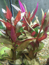 Load image into Gallery viewer, Alternanthera Lilacina