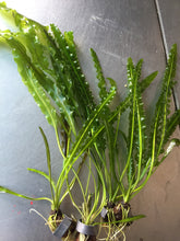 Load image into Gallery viewer, Aponogeton Longiplumulosus