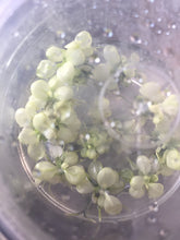 Load image into Gallery viewer, Anubias Nana Variegated (TC)