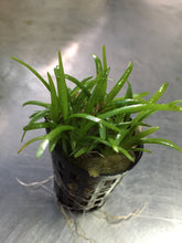 Load image into Gallery viewer, Sagittaria Sabulata
