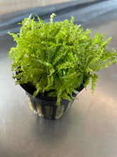 Load image into Gallery viewer, Pogostemon Helferi