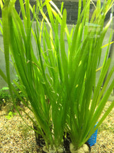 Load image into Gallery viewer, Vallisneria Spiralis