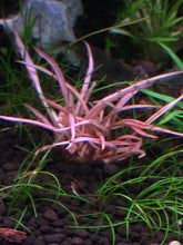 Load image into Gallery viewer, Cryptocoryne Flamingo