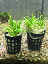 Load image into Gallery viewer, Sagittaria Sabulata