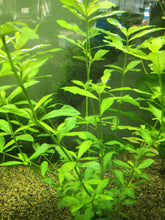 Load image into Gallery viewer, Hygrophila Polysperma