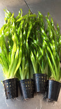 Load image into Gallery viewer, Vallisneria Americana