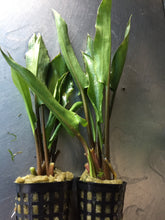 Load image into Gallery viewer, Cryptocoryne ciliata