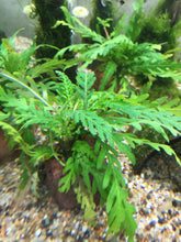 Load image into Gallery viewer, Hygrophila pinnatifida (Rocks)