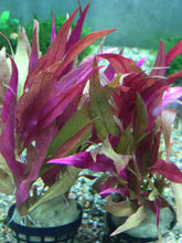 Load image into Gallery viewer, Alternanthera Rosaefolia