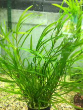 Load image into Gallery viewer, Potamogeton Gayi