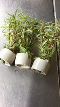 Load image into Gallery viewer, Ludwigia sp. Pink