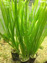 Load image into Gallery viewer, Vallisneria Spiralis