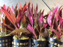 Load image into Gallery viewer, Alternanthera Rosaefolia