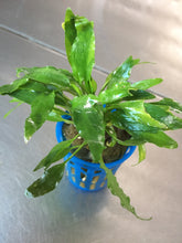 Load image into Gallery viewer, Cryptocoryne Usteriana Green
