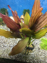 Load image into Gallery viewer, Echinodorus Horemanii Red