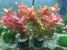 Load image into Gallery viewer, Rotala Macrandra