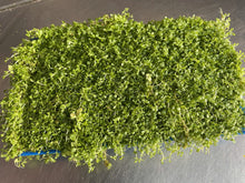 Load image into Gallery viewer, Micranthemum 'Monte Carlo' (In a plate)