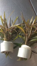 Load image into Gallery viewer, Hygrophila Sp. 'Araguaia'.