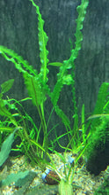 Load image into Gallery viewer, Aponogeton Longiplumulosus