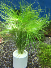 Load image into Gallery viewer, Eriocaulon Setaceum