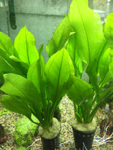 Load image into Gallery viewer, Echinodorus bleheri (Amazon Sword)