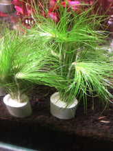 Load image into Gallery viewer, Eriocaulon Setaceum