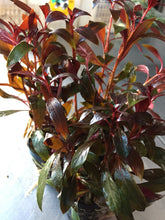 Load image into Gallery viewer, Ludwigia Glandulosa
