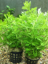 Load image into Gallery viewer, Limnophila Sessiliflora
