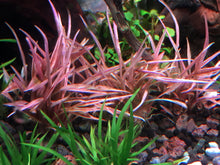 Load image into Gallery viewer, Cryptocoryne Flamingo