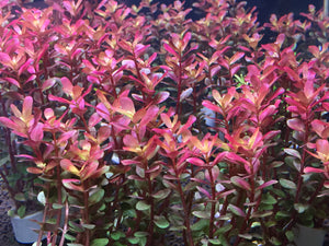 Rotala Super Red