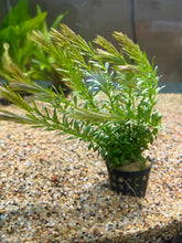 Load image into Gallery viewer, Rotala Najean
