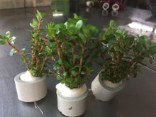 Load image into Gallery viewer, Rotala Sp. Bonsai