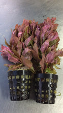 Load image into Gallery viewer, Rotala Macrandra