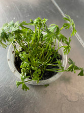 Load image into Gallery viewer, Ranunculus Inundatus