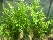 Load image into Gallery viewer, Ceratopteris Thalictroides