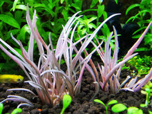 Load image into Gallery viewer, Cryptocoryne Flamingo
