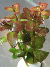 Load image into Gallery viewer, Ludwigia senegalensis 'Guinea'