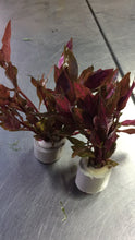 Load image into Gallery viewer, Alternanthera Reineckii Variegated