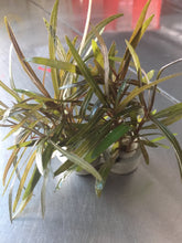 Load image into Gallery viewer, Hygrophila Sp. 'Araguaia'.