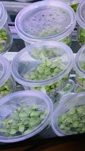 Load image into Gallery viewer, Anubias Nana Variegated (TC)