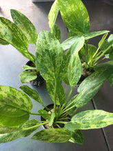 Load image into Gallery viewer, Echinodorus Marble Queen