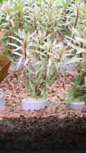Load image into Gallery viewer, Ludwigia sp. Pink