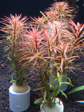 Load image into Gallery viewer, Ludwigia Pantanal